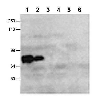 Western Blot: Collagen XXV alpha 1 AntibodyBSA Free [NB300-289]