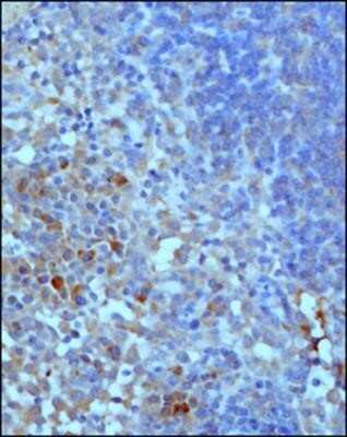 Immunocytochemistry: Complement C3 Antibody (11H9) - Azide and BSA Free [NBP2-80677]