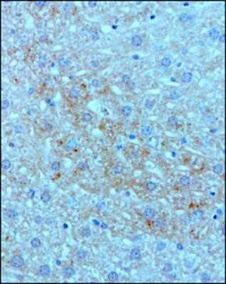 Immunohistochemistry: Complement C3 Antibody (11H9) - Azide and BSA Free [NBP2-80677]