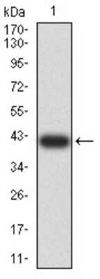 Western Blot: Complement C3c Antibody (4C6A8)BSA Free [NBP2-61855]