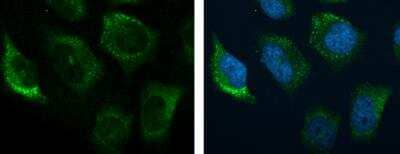 Immunocytochemistry/ Immunofluorescence: Complement C3 Antibody [NBP1-32080]