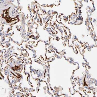 Immunohistochemistry-Paraffin: Complement C3 Antibody [NBP1-85493]