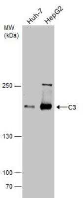 Western Blot: Complement C3 Antibody [NBP1-32080]