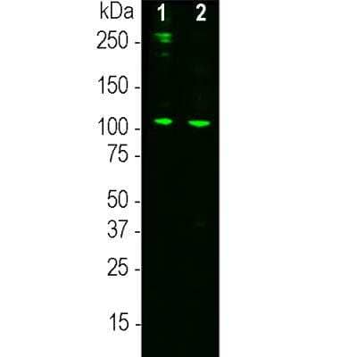 Western Blot: Complement C3a Antibody (2B5) [NBP3-17997]