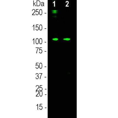 Western Blot: Complement C3a Antibody (6E8) [NBP3-17998]