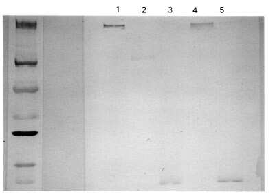 Western Blot: Complement C3a Antibody (K13/16-5.7)BSA Free [NBP1-05122]