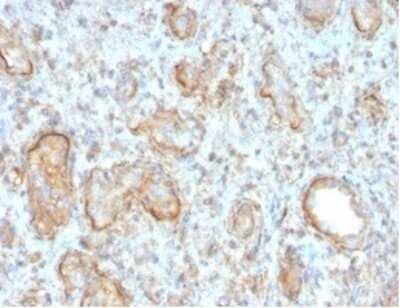 Immunohistochemistry-Paraffin: Complement C3d Antibody (C3D/2891) - Azide and BSA Free [NBP3-08764]