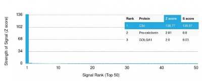 Protein Array: Complement C3d Antibody (C3D/2891) - Azide and BSA Free [NBP3-08764]