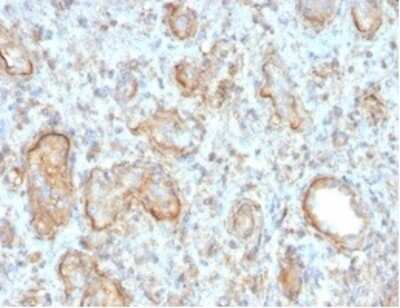 Immunohistochemistry-Paraffin: Complement C3d Antibody (C3D/2891) [NBP3-07741]
