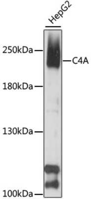 Western Blot: Complement C4a AntibodyAzide and BSA Free [NBP3-05665]