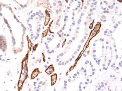 Immunohistochemistry-Paraffin: Complement C4d Antibody (C4D204) [NBP2-34234]