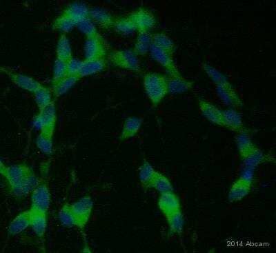 Immunocytochemistry/ Immunofluorescence: Complement Component C1qA Antibody (7H8) [NB200-539]