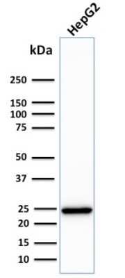 Western Blot: Complement Component C1qA Antibody (C1QA/2783)Azide and BSA Free [NBP2-79915]