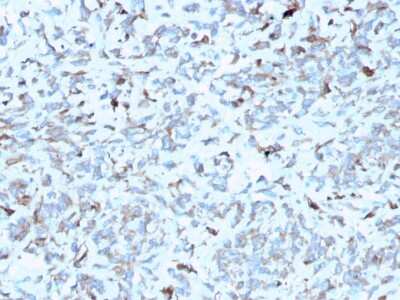 Immunohistochemistry-Paraffin: Complement Component C1qA Antibody (C1QA/2952) [NBP3-07731]
