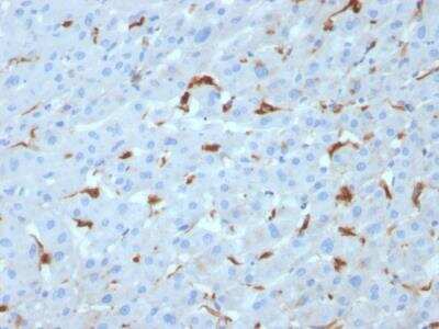 Immunohistochemistry-Paraffin: Complement Component C1qA Antibody (C1QA/2953) - Azide and BSA Free [NBP2-79916]