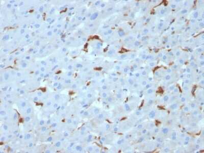 Immunohistochemistry-Paraffin: Complement Component C1qA Antibody (C1QA/2953) [NBP2-79782]