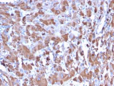 Immunohistochemistry-Paraffin: Complement Component C1qA Antibody (C1QA/2953) [NBP2-79782]
