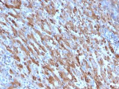 Immunohistochemistry-Paraffin: Complement Component C1qA Antibody (C1QA/2954) [NBP2-79785]