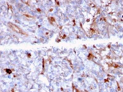 Immunohistochemistry-Paraffin: Complement Component C1qA Antibody (C1QA/2956) [NBP3-07734]