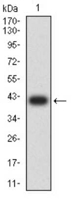 Western Blot: Complement Component C1qC Antibody (4H9D7)BSA Free [NBP2-61867]