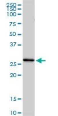 Western Blot: Complement Component C1qC Antibody [H00000714-D01P]