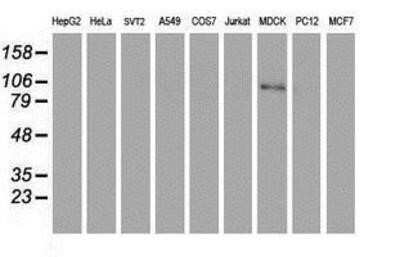 Western Blot: Complement Component C1r Antibody (OTI1F1)Azide and BSA Free [NBP2-70318]