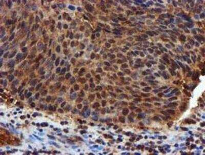 Immunohistochemistry-Paraffin: Complement Component C1s Antibody (OTI4E3) [NBP2-01625]