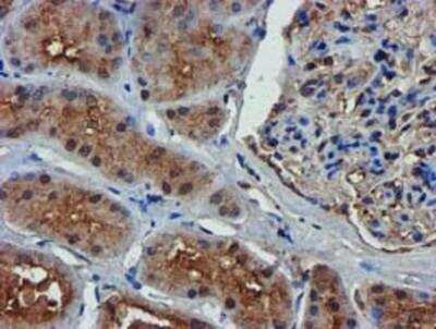 Immunohistochemistry-Paraffin: Complement Component C1s Antibody (OTI4E3) [NBP2-01625]