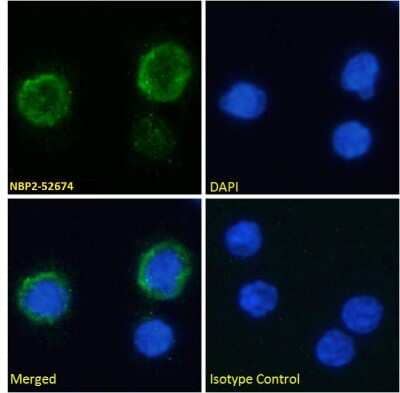 Immunofluorescence: Complement Component C3aR Antibody (3G7) - Chimeric - Azide and BSA Free [NBP2-52674]