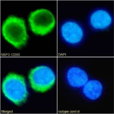 Immunocytochemistry/ Immunofluorescence: Complement Component C5aR1 Antibody (32-G1) - Chimeric - Azide and BSA Free [NBP3-12085]