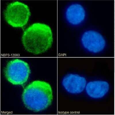 Immunocytochemistry/ Immunofluorescence: Complement Component C5aR1 Antibody (S5/1) - Chimeric - Azide and BSA Free [NBP3-12083]