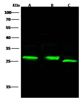 Western Blot: Complement Factor D/Adipsin Antibody (104) [NBP2-90629]