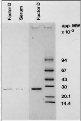 Western Blot: Complement Factor D/Adipsin Antibody (D10/4)BSA Free [NBP2-23532]