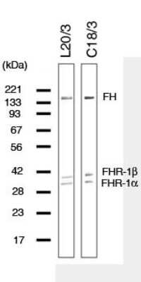 Western Blot: Complement Factor H Antibody (C18/3)BSA Free [NBP2-23542]