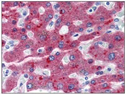 Immunohistochemistry-Paraffin: Complement Factor H Antibody (OX-24) - BSA Free [NBP1-50323]