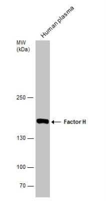 Western Blot: Complement Factor H Antibody [NBP1-33628]