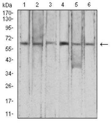 Western Blot: Complement Factor H-related 5/CFHR5 Antibody (3A10A5)BSA Free [NBP2-52441]