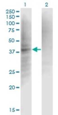 Western Blot: Complement Factor I Antibody (1B3) [H00003426-M01]