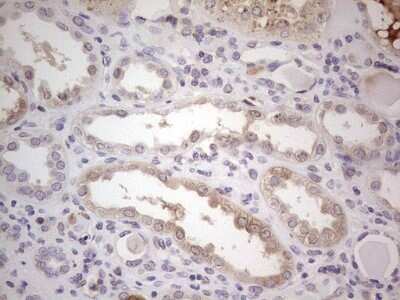 Immunohistochemistry: Complement Factor I Antibody (OTI7C9) - Azide and BSA Free [NBP2-70997]