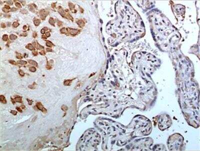 Immunohistochemistry-Paraffin: Complement Factor MASP3 Antibody (MM0197-4F19) - Azide and BSA Free [NBP2-12204]