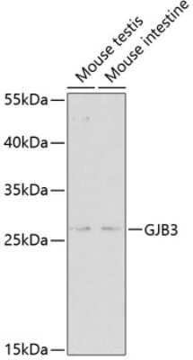 Western Blot: Connexin 31/GJB3 AntibodyAzide and BSA Free [NBP2-92421]