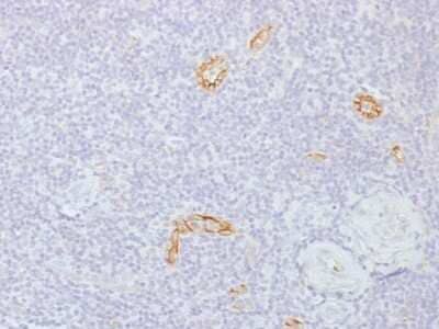 Immunohistochemistry-Paraffin: Connexin 32/GJB1 Antibody (GJB1/1753) [NBP2-53384]