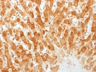 Immunohistochemistry-Paraffin: Connexin 32/GJB1 Antibody (GJB1/1753) - Azide and BSA Free [NBP2-54359]