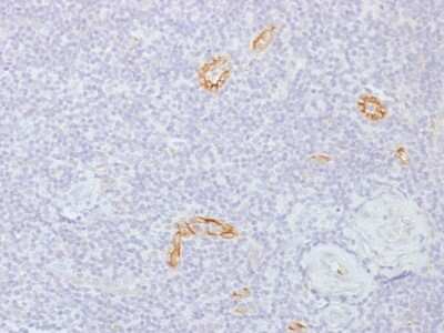 Immunohistochemistry-Paraffin: Connexin 32/GJB1 Antibody (GJB1/1753) - Azide and BSA Free [NBP2-54359]