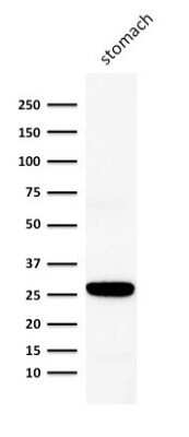 Western Blot: Connexin 32/GJB1 Antibody (M12.13)Azide and BSA Free [NBP2-54367]