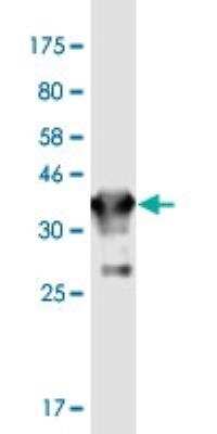 Western Blot: Connexin 36/GJD2 Antibody (5E5) [H00057369-M03-100ug]