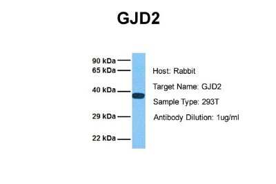 Western Blot: Connexin 36/GJD2 Antibody [NBP1-59254]