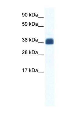 Western Blot: Connexin 36/GJD2 Antibody [NBP1-70507]