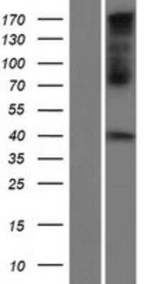 Western Blot: Connexin 40.1 Overexpression Lysate [NBP2-05261]