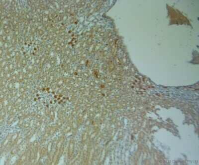 Immunohistochemistry-Paraffin: Connexin 40/GJA5 Antibody [NBP1-46568]